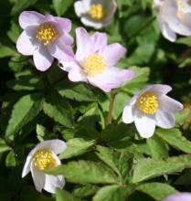 Anemone nemorosa 'Lucia' AMH 7804. Photo: A. Hoog.